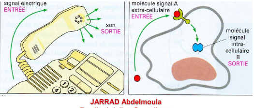 Communication Cellulaire